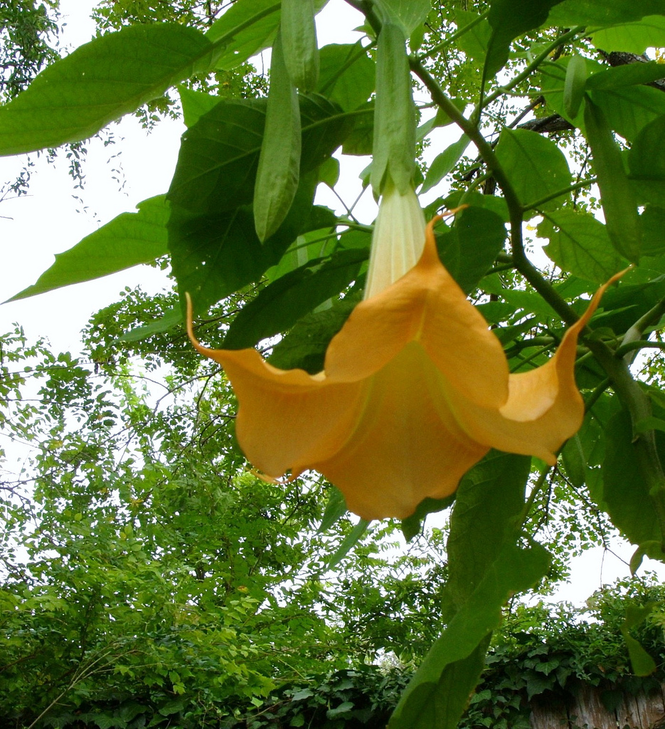 Yellow Brugmansia Seeds spp. - Golden Angel Trumpet - Click Image to Close